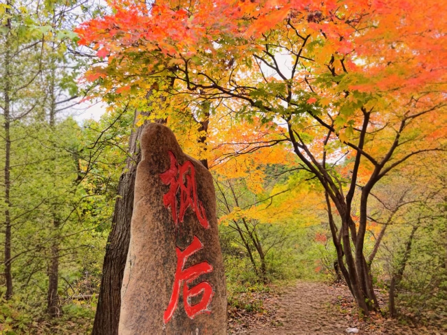 平山区局：税护旅游业 枫叶之都彰显魅力__平山区局：税护旅游业 枫叶之都彰显魅力